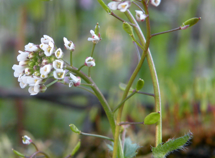 Draba muralis